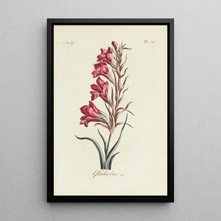 Carington Bowles - Gladiolus.webp