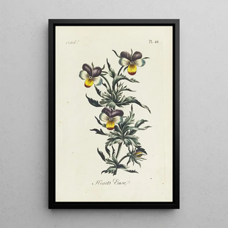 Carington Bowles - Hearts ease.webp