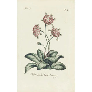 Carington Bowles - Hen Chicken Daisey.webp