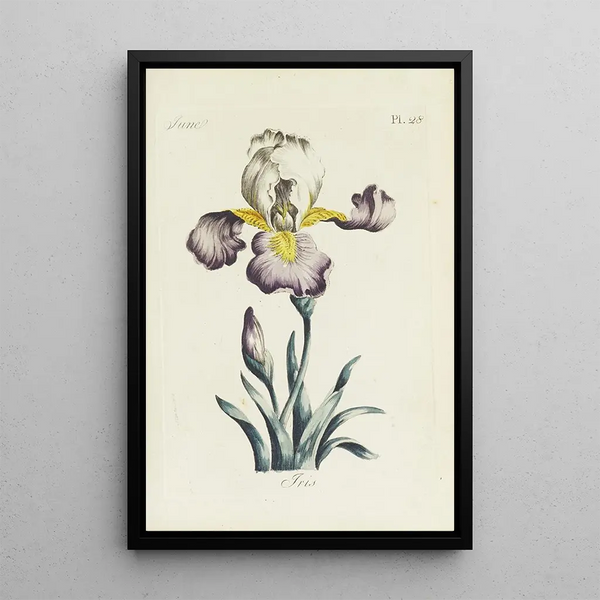 Maalauksen jäljennös Iris-maalaus - Carington Bowles