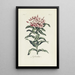 Maalauksen jäljennös Lychnis-maalaus - Carington Bowles
