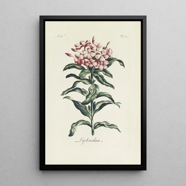Maalauksen jäljennös Lychnis-maalaus - Carington Bowles
