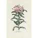 Maalauksen jäljennös Lychnis-maalaus - Carington Bowles