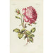 Rose-maalaus - Carington Bowles — näkymä teoksesta