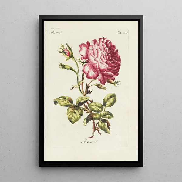 Rose-maalaus - Carington Bowles — kehystetty taideteos seinällä