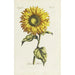 Tournesol-maalaus - Carington Bowles — näkymä teoksesta