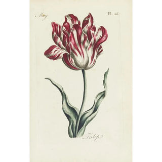 Carington Bowles - Tulip.webp