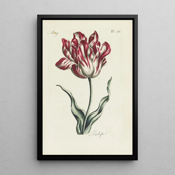 Tulippi - Carington Bowles | Maalaus — kehystetty taideteos seinällä