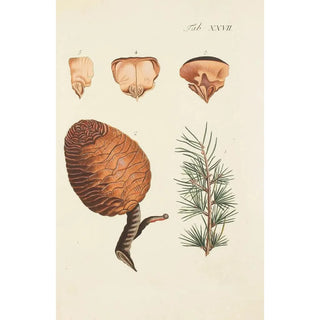 Carl Christoph Oelhafen von Schllenbach - Abbildung der wilden Bume Stauden und Buschgewchse Pl027.webp
