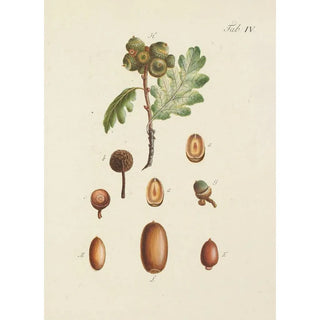 Carl Christoph Oelhafen von Schllenbach - Abbildung der wilden Bume Stauden und Buschgewchse Pl038.webp