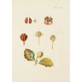 Carl Christoph Oelhafen von Schllenbach - Abbildung der wilden Bume Stauden und Buschgewchse Pl041.webp