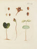 Illustration d'arbres sauvages, de plantes vivaces et d'arbustes Pl042 - Carl Christoph Oelhafen von Schöllenbach — näkymä teoksesta