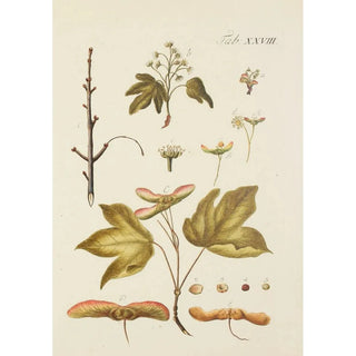 Carl Christoph Oelhafen von Schllenbach - Abbildung der wilden Bume Stauden und Buschgewchse Pl062.webp