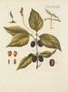 Illustration d'arbres sauvages, de plantes vivaces et d'arbustes Pl067 - Carl Christoph Oelhafen von Schöllenbach — näkymä teoksesta