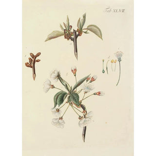 Carl Christoph Oelhafen von Schllenbach - Abbildung der wilden Bume Stauden und Buschgewchse Pl082.webp