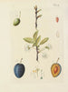Illustration d'arbres sauvages, de plantes vivaces et d'arbustes Pl085 - Carl Christoph Oelhafen von Schöllenbach — näkymä teoksesta