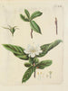 Illustration d'arbres sauvages, de plantes vivaces et d'arbustes Pl087 - Carl Christoph Oelhafen von Schöllenbach — näkymä teoksesta
