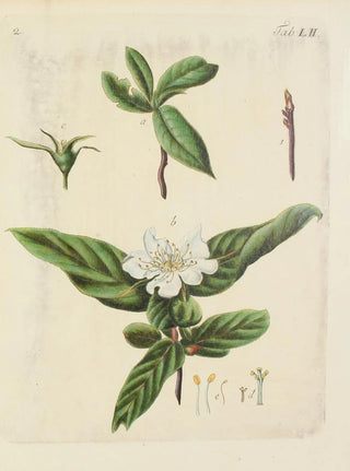 Carl Christoph Oelhafen von Schllenbach - Abbildung der wilden Bume Stauden und Buschgewchse Pl087.webp