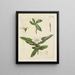 Illustration d'arbres sauvages, de plantes vivaces et d'arbustes Pl087 - Carl Christoph Oelhafen von Schöllenbach — kehystetty taideteos seinällä