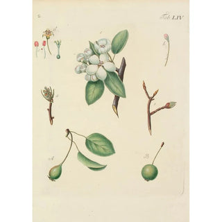 Carl Christoph Oelhafen von Schllenbach - Abbildung der wilden Bume Stauden und Buschgewchse Pl089.webp