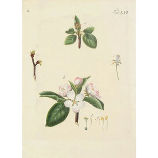 Carl Christoph Oelhafen von Schllenbach - Abbildung der wilden Bume Stauden und Buschgewchse Pl091.webp