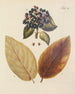 Illustration d'arbres, d'arbustes et de buissons sauvages Pl116 - Carl Christoph Oelhafen von Schöllenbach — näkymä teoksesta