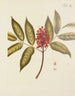 Illustration d'arbres sauvages, de plantes vivaces et d'arbustes Pl121 - Carl Christoph Oelhafen von Schöllenbach — näkymä teoksesta