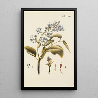 Carl Christoph Oelhafen von Schllenbach - Abbildung der wilden Bume Stauden und Buschgewchse Pl124.webp