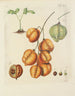Illustration d'arbres, d'arbustes et de buissons sauvages Pl131 - Carl Christoph Oelhafen von Schöllenbach — näkymä teoksesta