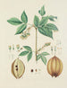 Illustration d'arbres, d'arbustes et de buissons sauvages Pl143 - Carl Christoph Oelhafen von Schöllenbach — näkymä teoksesta