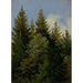 Kuuset - Carl Gustav Carus — näkymä teoksesta