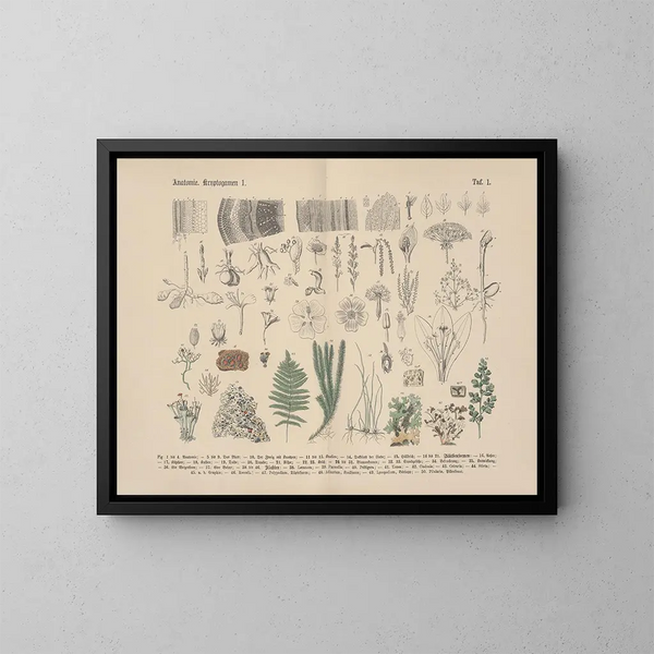 Manuel de botanique pratique en mots et en images Pl01 - Carl Hoffmann — kehystetty taideteos seinällä