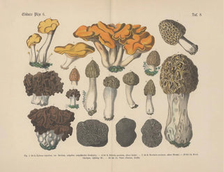 Carl Hoffmann - Lehrbuch der praktischen Pflanzenkunde in Wort und Bild Pl08.webp