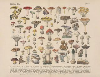 Carl Hoffmann - Lehrbuch der praktischen Pflanzenkunde in Wort und Bild Pl09.webp