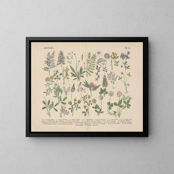 Manuel de botanique pratique en mots et en images Pl11 - Carl Hoffmann — kehystetty taideteos seinällä