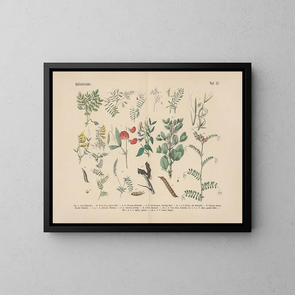 Manuel de botanique pratique en mots et en images Pl12 - Carl Hoffmann — kehystetty taideteos seinällä