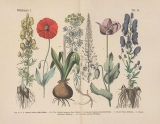 Carl Hoffmann - Lehrbuch der praktischen Pflanzenkunde in Wort und Bild Pl19.webp