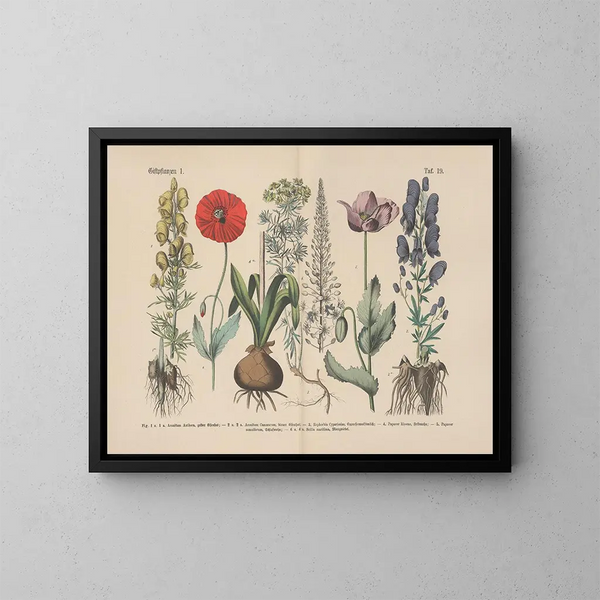 Manuel pratique de botanique en mots et en images Pl19 - Carl Hoffmann — kehystetty taideteos seinällä