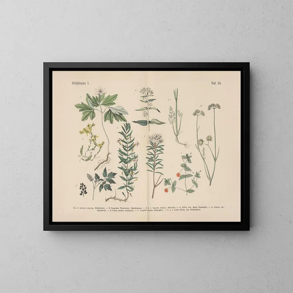 Manuel de botanique pratique en mots et en images Pl23 - Carl Hoffmann — kehystetty taideteos seinällä