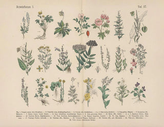 Carl Hoffmann - Lehrbuch der praktischen Pflanzenkunde in Wort und Bild Pl27.webp