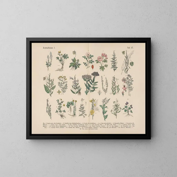 Manuel pratique de botanique en mots et en images Pl27 - Carl Hoffmann — kehystetty taideteos seinällä