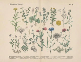 Carl Hoffmann - Lehrbuch der praktischen Pflanzenkunde in Wort und Bild Pl30.webp