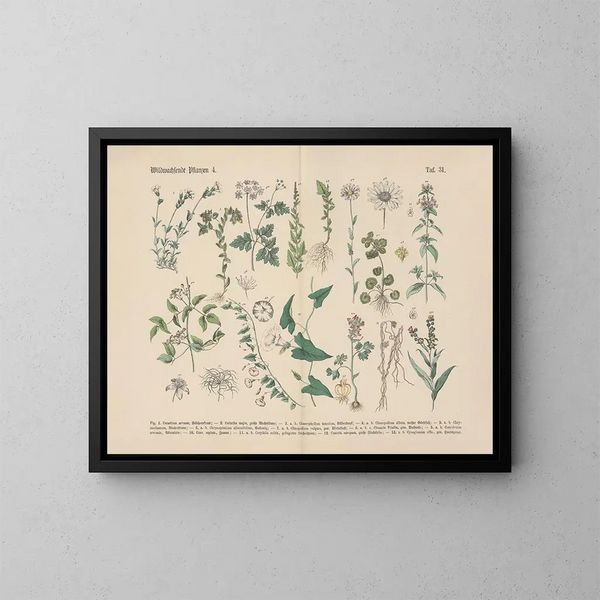 Manuel de botanique pratique en mots et en images Pl31 - Carl Hoffmann — kehystetty taideteos seinällä