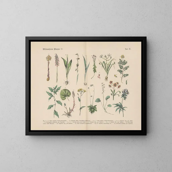 Manuel de botanique pratique en mots et en images Pl37 - Carl Hoffmann — kehystetty taideteos seinällä