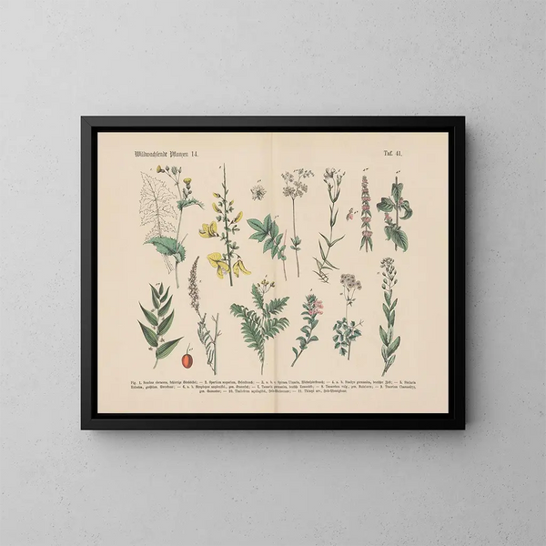 Manuel de botanique pratique en mots et en images Maalaus Pl41 - Carl Hoffmann — kehystetty taideteos seinällä