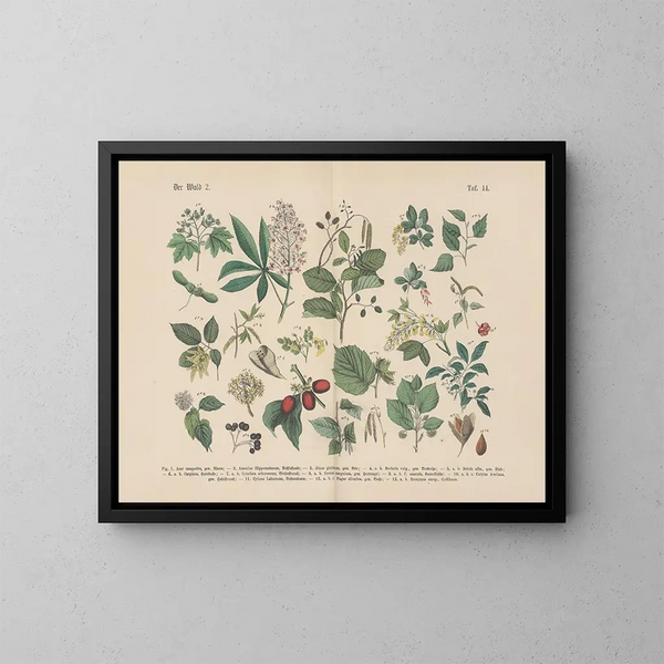 Manuel de botanique pratique en mots et en images Pl44 - Carl Hoffmann — kehystetty taideteos seinällä