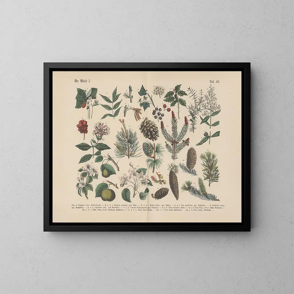 Manuel de botanique pratique en mots et en images Pl45 - Carl Hoffmann — kehystetty taideteos seinällä