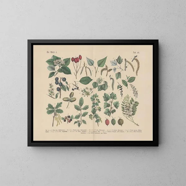 Manuel pratique de botanique en mots et en images Pl46 - Carl Hoffmann — kehystetty taideteos seinällä