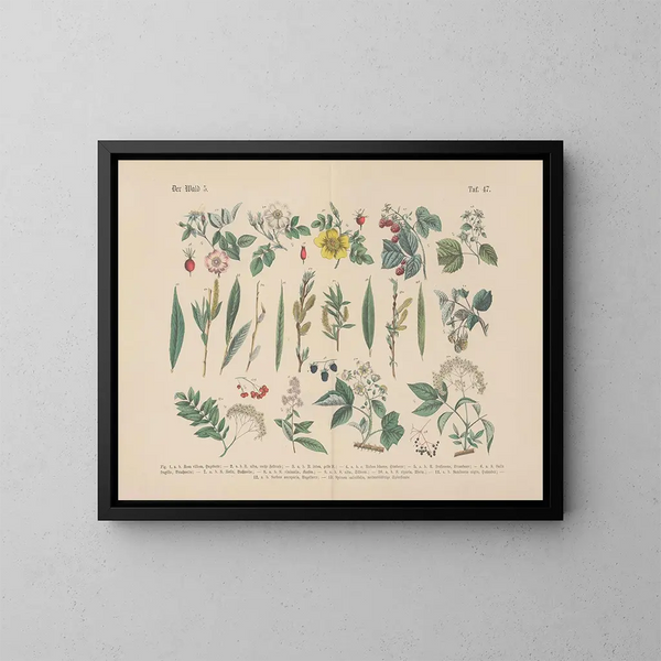Manuel pratique de botanique en mots et en images Pl47 - Carl Hoffmann — kehystetty taideteos seinällä