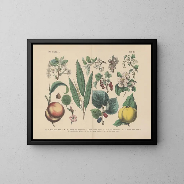 Manuel pratique de botanique en mots et en images Pl49 - Carl Hoffmann — kehystetty taideteos seinällä